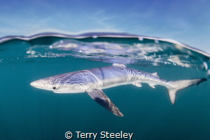 'Blue shark'. When the UK's seas deliver, we are treated ... by Terry Steeley 